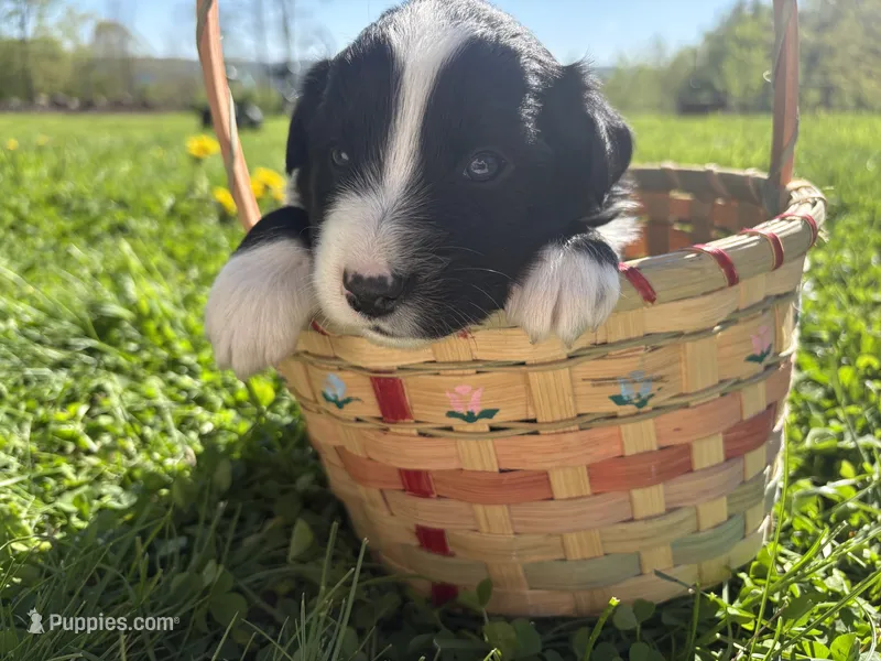 Shiloh – Australian Shepherd puppy for sale in Huntington, MA