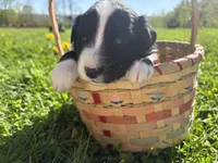 Shiloh, a male Australian Shepherd for sale in Huntington, MA – 1 of 4