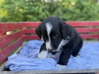Shiloh, a male Australian Shepherd for sale in Huntington, MA – 9 of 10