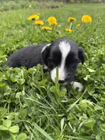 Shiloh, a male Australian Shepherd for sale in Huntington, MA – 4 of 4