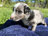 Emerson, a male Australian Shepherd for sale in Huntington, MA – 1 of 4