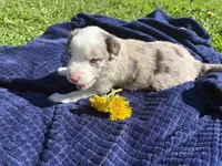 Riley, a female Australian Shepherd for sale in Huntington, MA – 4 of 4