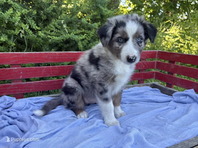 Emerson – Australian Shepherd puppy for sale in Huntington, MA
