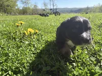 Charcoal, a male Australian Shepherd for sale in Huntington, MA – 2 of 4