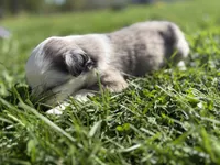 Kipper, a male Australian Shepherd for sale in Huntington, MA – 2 of 4