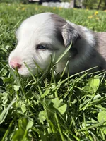 Kipper, a male Australian Shepherd for sale in Huntington, MA – 3 of 4
