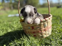 Emerson, a male Australian Shepherd for sale in Huntington, MA – 2 of 4