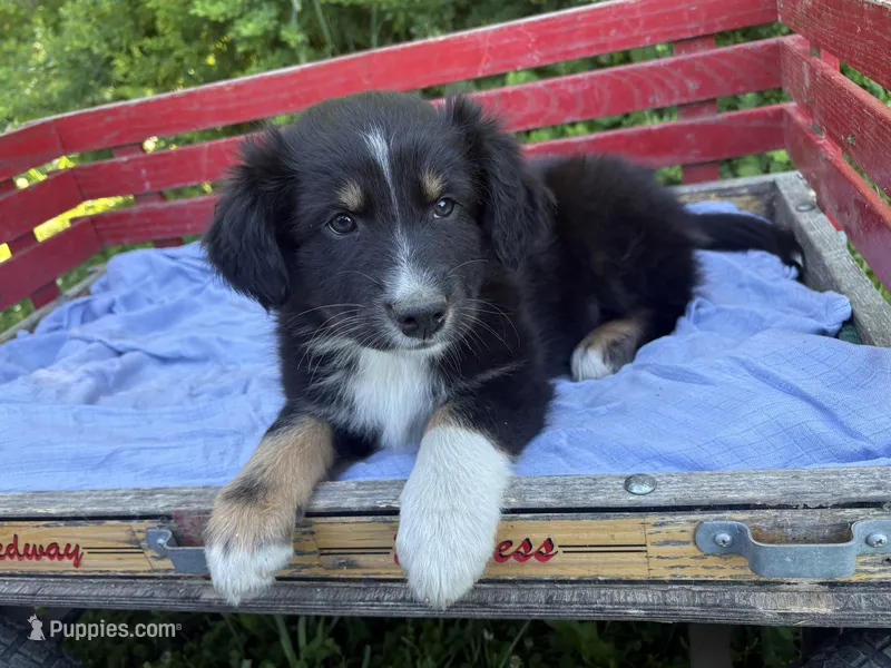 Charcoal – Australian Shepherd puppy for sale in Huntington, MA