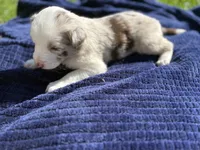 Celia, a male Australian Shepherd for sale in Huntington, MA – 2 of 3
