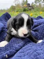 Shiloh, a male Australian Shepherd for sale in Huntington, MA – 2 of 4