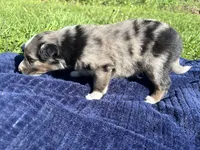 Emerson, a male Australian Shepherd for sale in Huntington, MA – 4 of 4