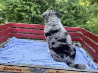 Pokie, a male Australian Shepherd for sale in Huntington, MA – 4 of 5