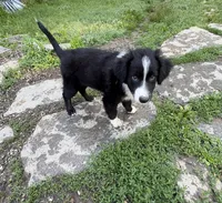 Shiloh, a male Australian Shepherd for sale in Huntington, MA – 3 of 10