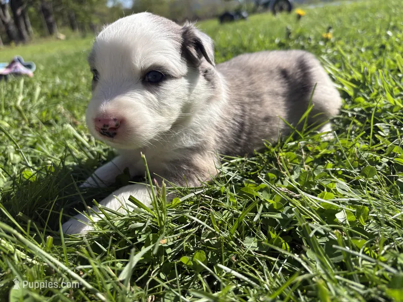 Kipper – Australian Shepherd puppy for sale in Huntington, MA