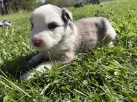 Kipper, a male Australian Shepherd for sale in Huntington, MA – 1 of 4