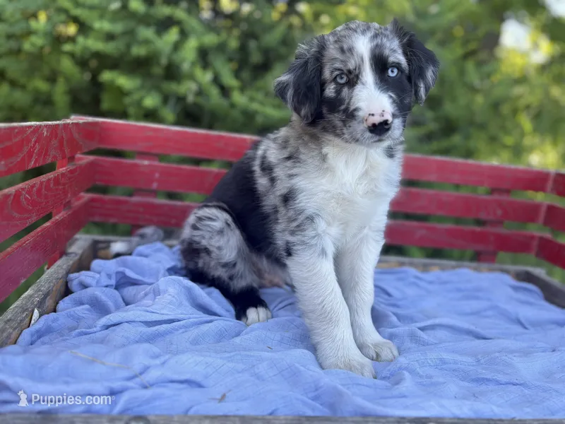 Marvin – Australian Shepherd puppy for sale in Huntington, MA