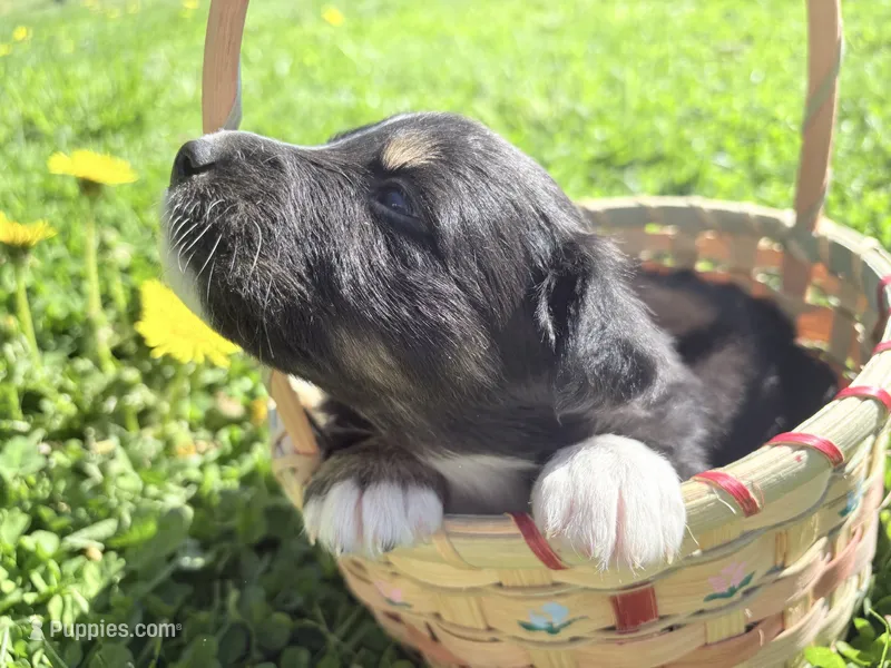 Charcoal – Australian Shepherd puppy for sale in Huntington, MA