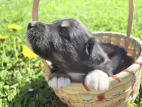 Charcoal, a male Australian Shepherd for sale in Huntington, MA – 1 of 4