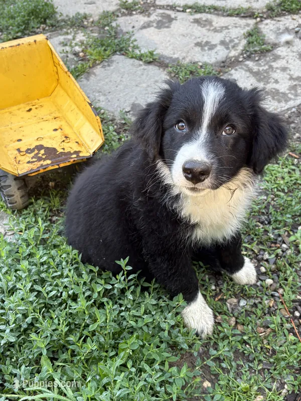Shiloh – Australian Shepherd puppy for sale in Huntington, MA