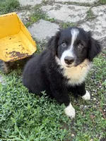 Shiloh, a male Australian Shepherd for sale in Huntington, MA – 1 of 10