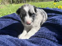 Felix, a male Australian Shepherd for sale in Huntington, MA – 1 of 4