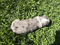 Kipper, a male Australian Shepherd for sale in Huntington, MA – 4 of 4