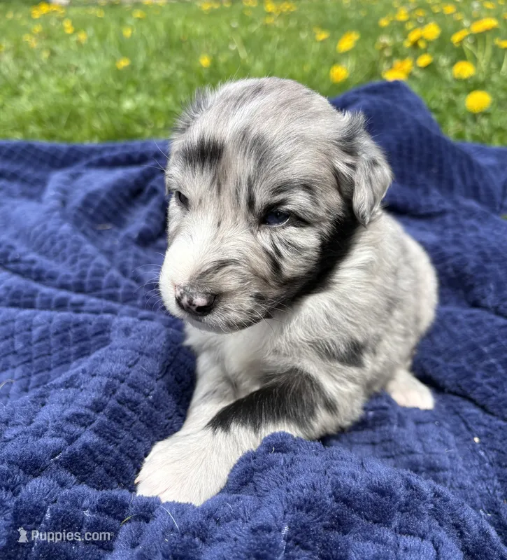 Sasha – Australian Shepherd puppy for sale in Huntington, MA