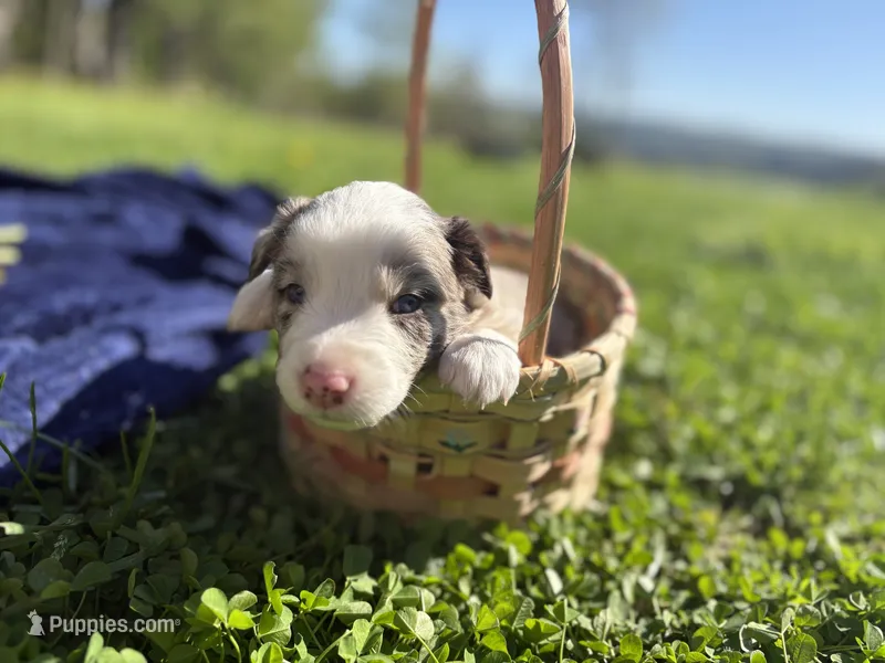 Riley – Australian Shepherd puppy for sale in Huntington, MA