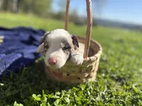 Riley, a female Australian Shepherd for sale in Huntington, MA – 1 of 4