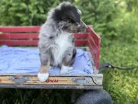 Pokie, a male Australian Shepherd for sale in Huntington, MA – 2 of 5