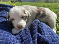 Celia, a male Australian Shepherd for sale in Huntington, MA – 1 of 3