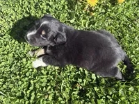 Charcoal, a male Australian Shepherd for sale in Huntington, MA – 4 of 4