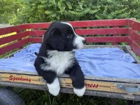 Shiloh, a male Australian Shepherd for sale in Huntington, MA – 8 of 10
