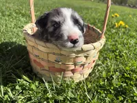 Felix, a male Australian Shepherd for sale in Huntington, MA – 2 of 4