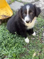 Shiloh, a male Australian Shepherd for sale in Huntington, MA – 4 of 10