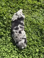 Felix, a male Australian Shepherd for sale in Huntington, MA – 4 of 4