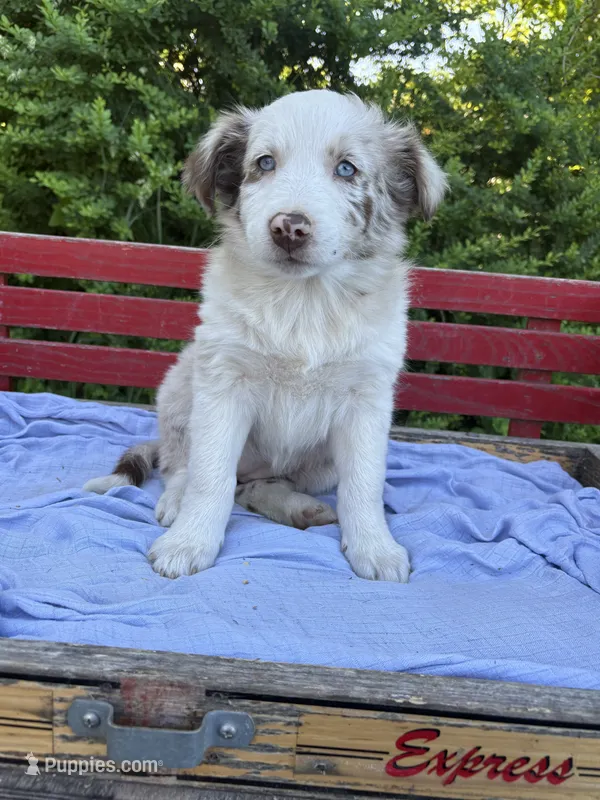 Celia – Australian Shepherd puppy for sale in Huntington, MA
