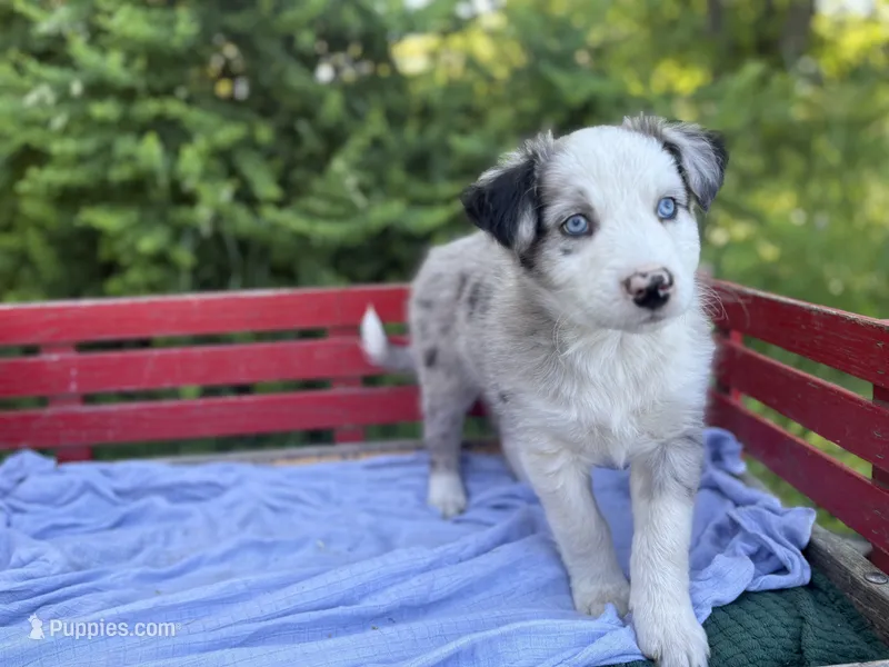 Kipper – Australian Shepherd puppy for sale in Huntington, MA