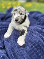 Sasha, a female Australian Shepherd for sale in Huntington, MA – 2 of 4