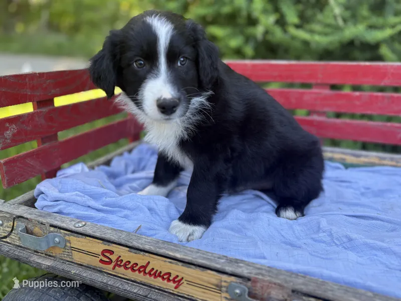 Shiloh – Australian Shepherd puppy for sale in Huntington, MA
