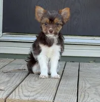 Waylon, a male Yorkshire Terrier for sale in Buffalo, TX – 2 of 9