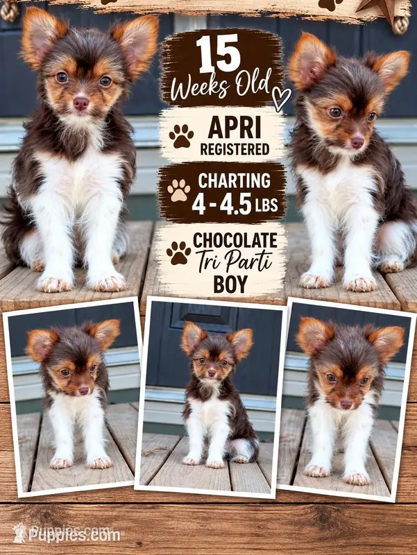 Waylon – Yorkshire Terrier puppy for sale in Buffalo, TX