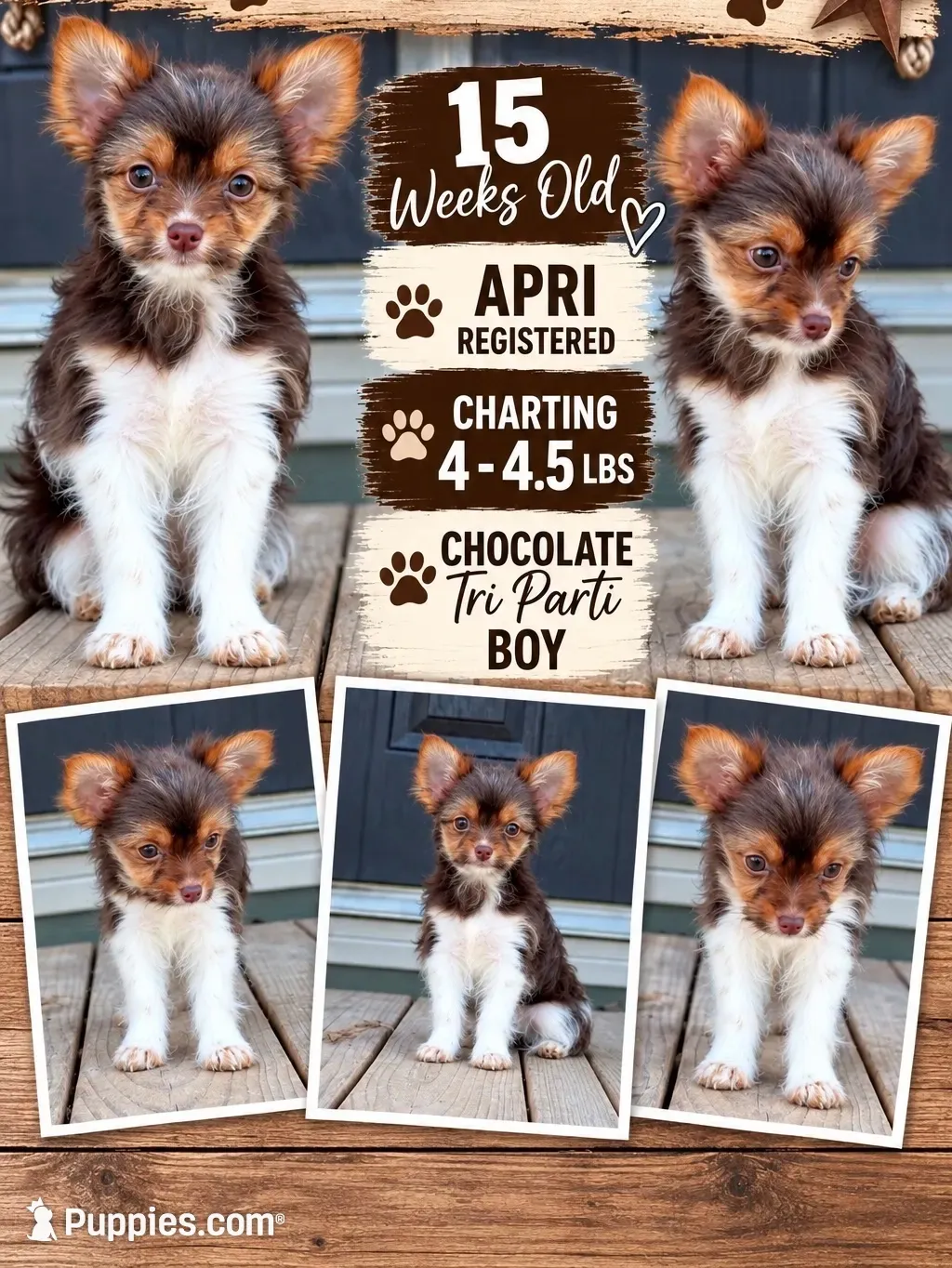 Waylon, a male Yorkshire Terrier for sale in Buffalo, TX – 1 of 9