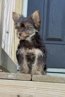 Ella , a female Yorkshire Terrier for sale in Buffalo, TX – 3 of 9
