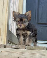 Ella , a female Yorkshire Terrier for sale in Buffalo, TX – 8 of 9