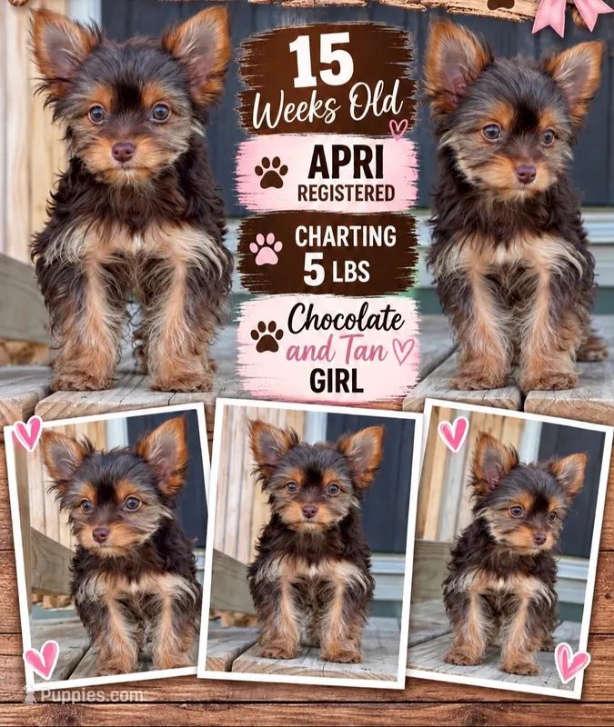 Ella  – Yorkshire Terrier puppy for sale in Buffalo, TX