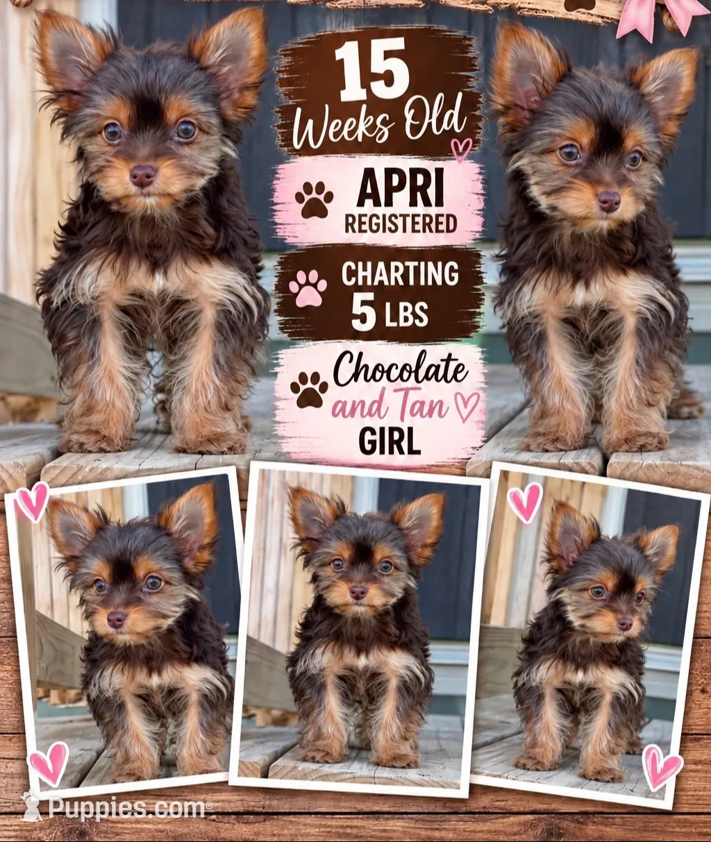Ella , a female Yorkshire Terrier for sale in Buffalo, TX – 1 of 9