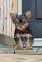 Ella , a female Yorkshire Terrier for sale in Buffalo, TX – 2 of 9
