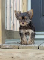 Ella , a female Yorkshire Terrier for sale in Buffalo, TX – 4 of 9