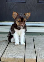 Waylon, a male Yorkshire Terrier for sale in Buffalo, TX – 5 of 9